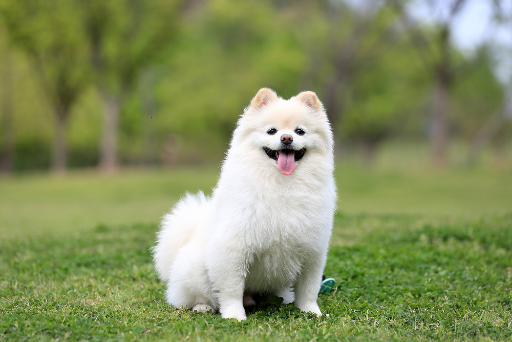 분양 후 안내사항