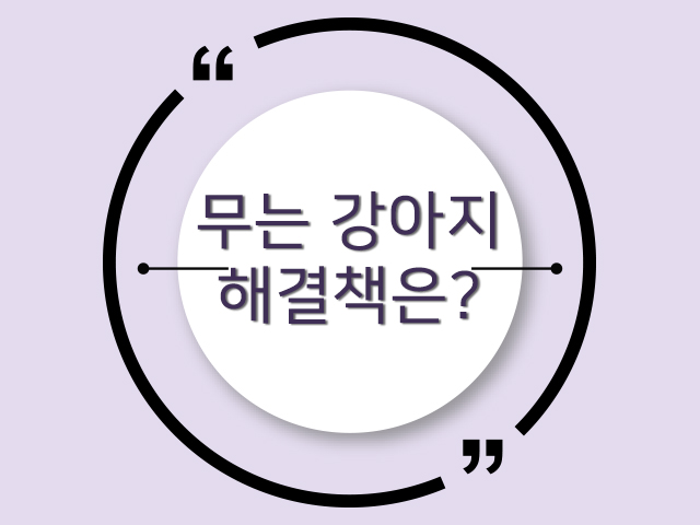 무는 강아지, 댕댕이 해결책은? (키우기쉬운강아지)