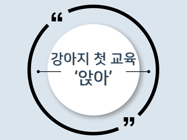 가장 기본적인 개 훈련 '앉아', 이렇게 해보세요