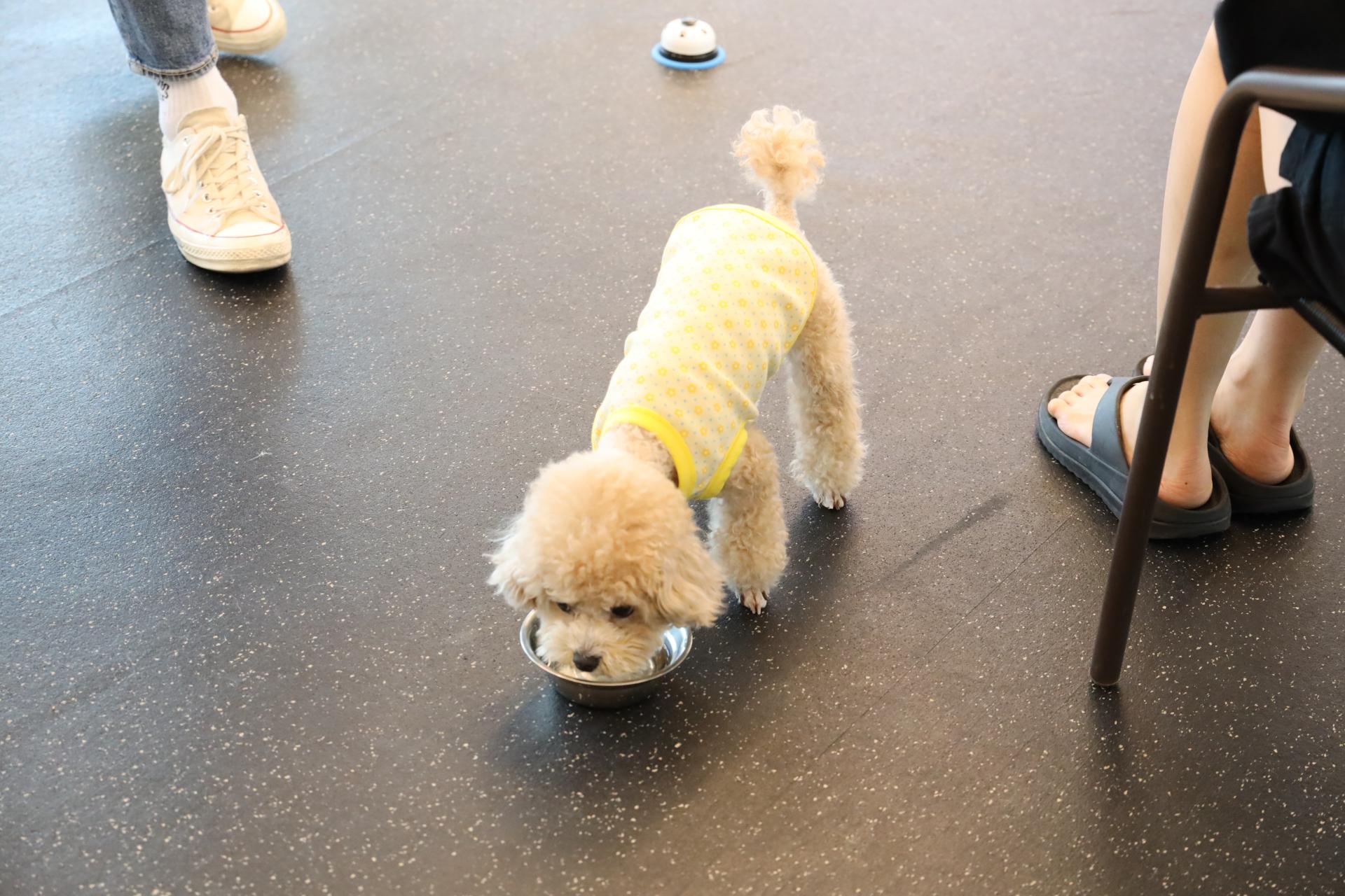 ★ 유튜버 [샨이] 도그마루 홈스쿨에는 무슨일로? ★