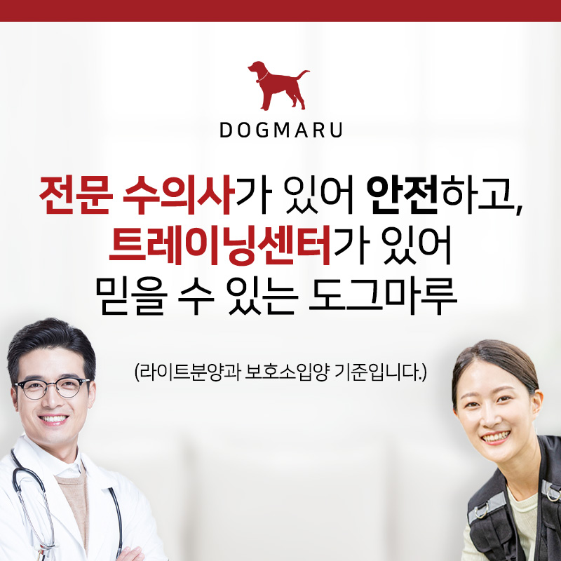 도그마루 자세히 알아보기😍