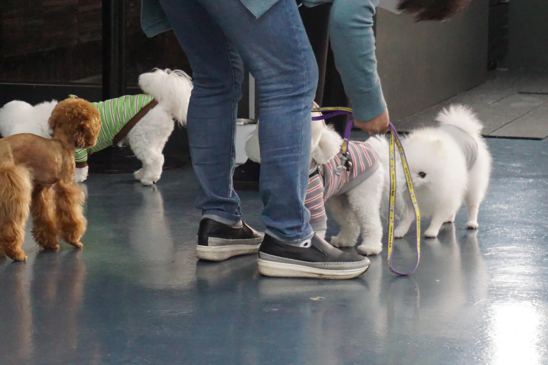 도그마루 홈스쿨 전문적인 그룹레슨 진행