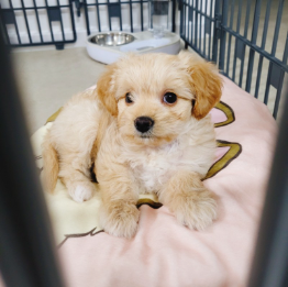 박*천님 후기 (강아지키우기비용 까지!)