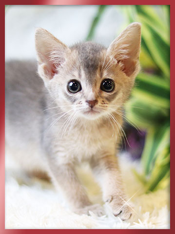 아비시니안 블루 분양