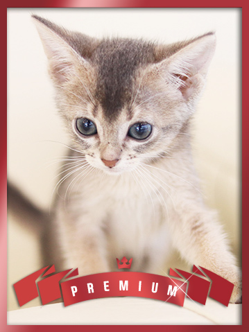 아비시니안 분양