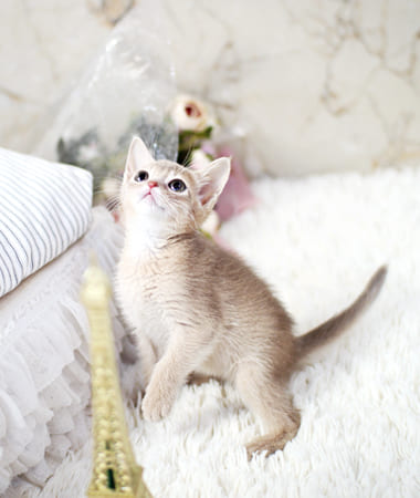 아비시니안 분양