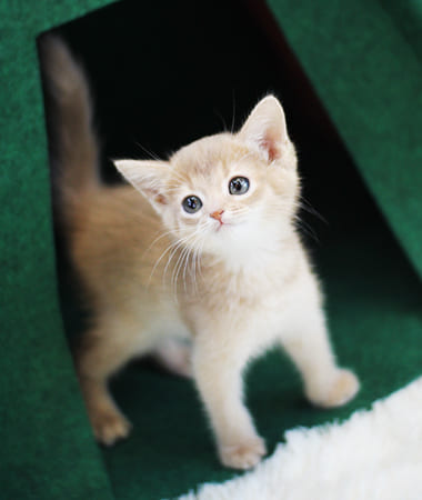 아비시니안 분양