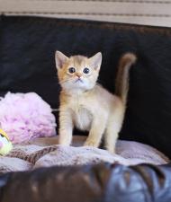 아비시니안 분양