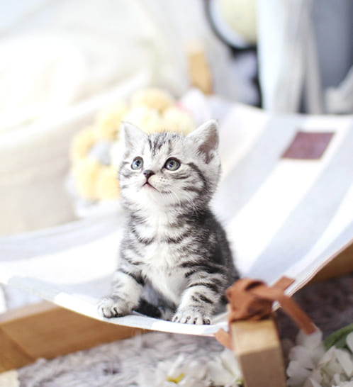 아메리칸숏헤어 분양