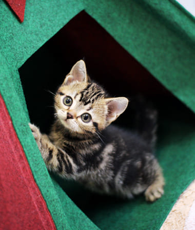 아메리칸숏헤어 분양