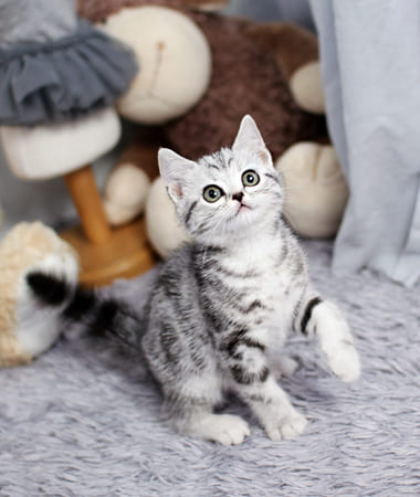 아메리칸숏헤어 분양