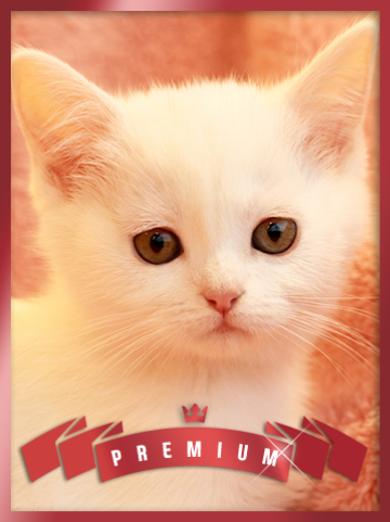 브리티쉬 숏헤어 분양