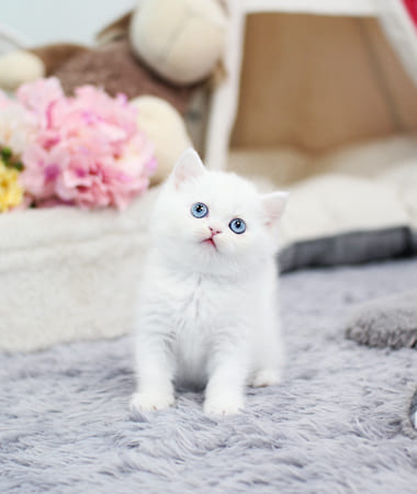 브리티쉬숏헤어 분양