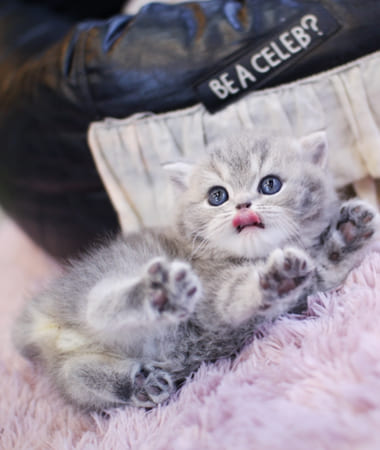 브리티쉬숏헤어 분양