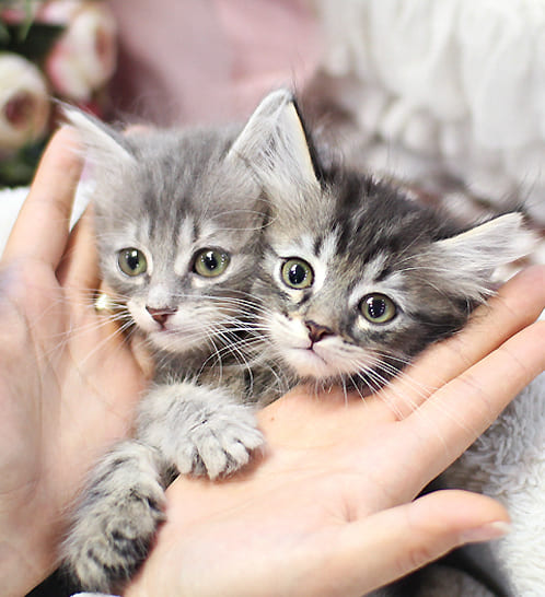 노르웨이숲 분양