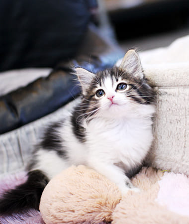 노르웨이숲 분양