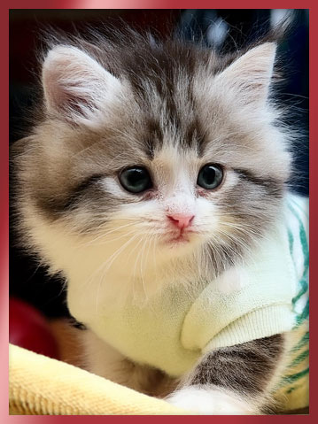 노르웨이숲 분양