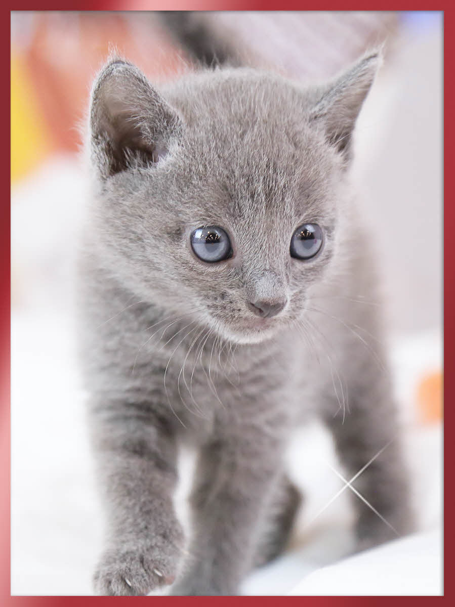 러시안블루 분양