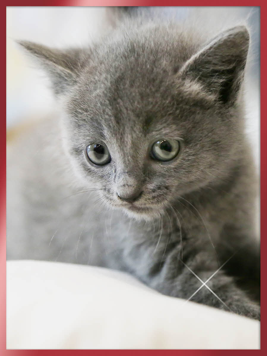 러시안블루 분양