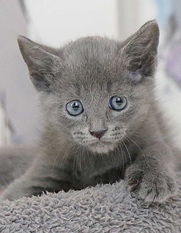 러시안블루 분양