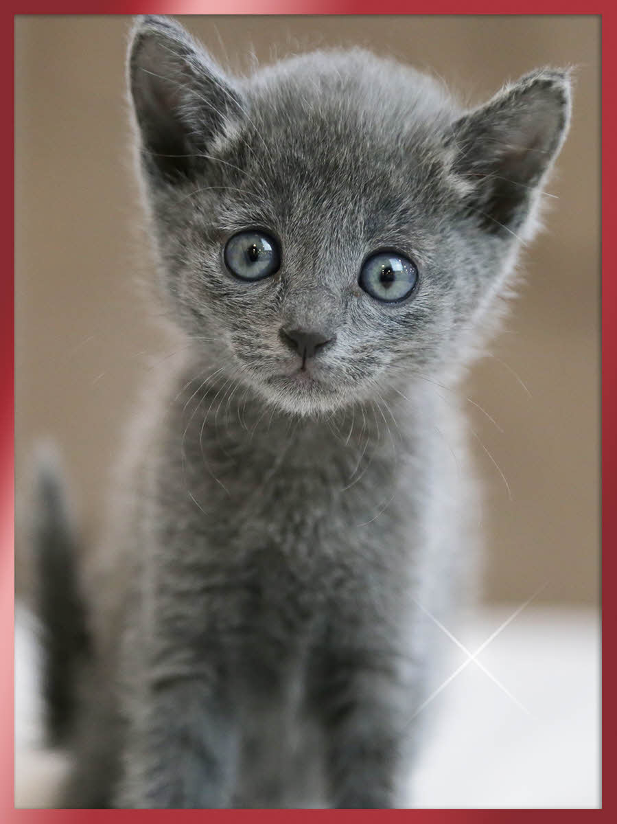 러시안블루 분양