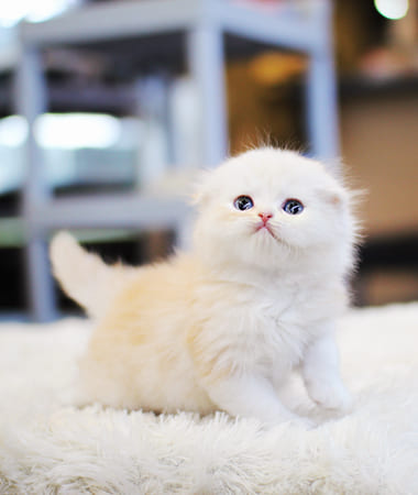 하이랜드폴드 분양