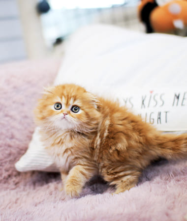 하이랜드폴드 분양