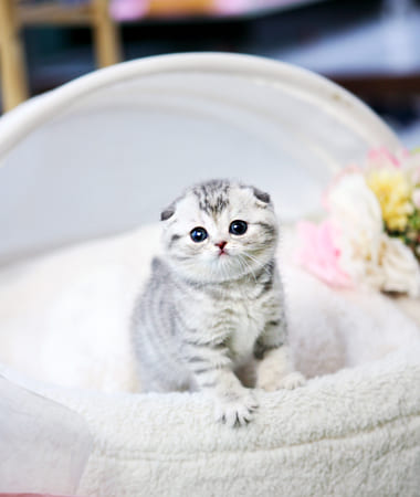 스코티쉬폴드 분양