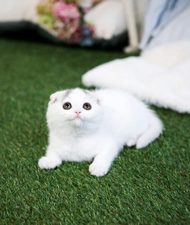 스코티쉬폴드 분양