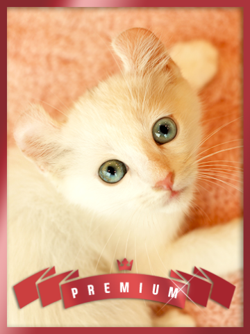 아메리칸 컬 분양