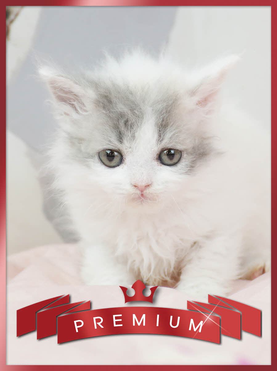 셀커크렉스 분양