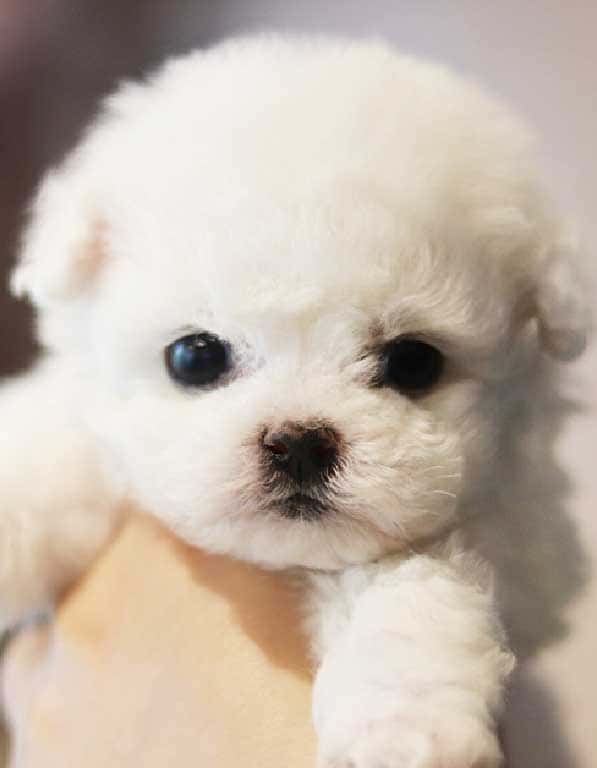 비숑프리제 분양