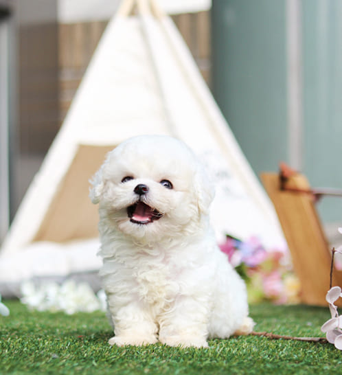 비숑프리제 분양