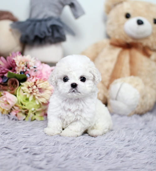 비숑프리제 분양