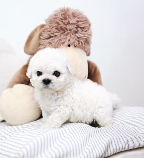 비숑프리제 분양