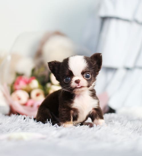 장모치와와 분양