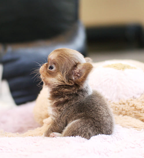 장모치와와 분양