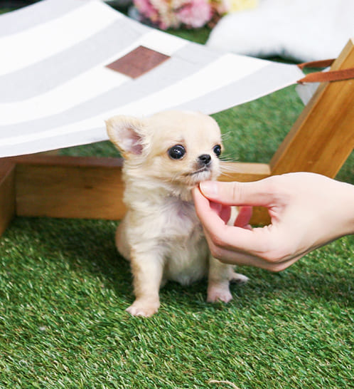 장모치와와 분양