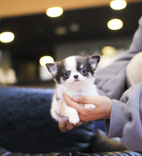 장모치와와 분양