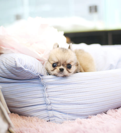 장모치와와 분양