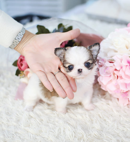 장모치와와 분양