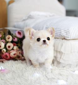 장모치와와 분양