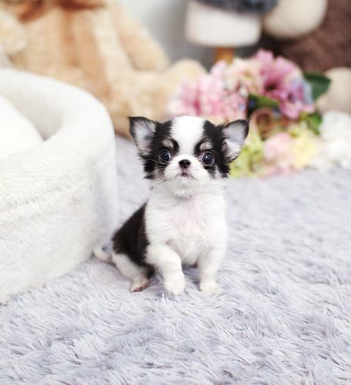 장모치와와 분양