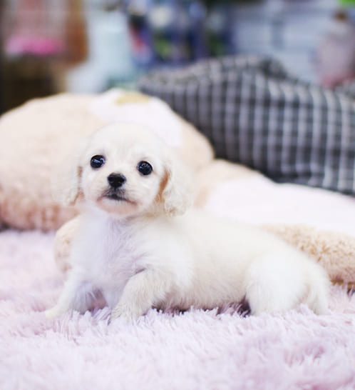 장모닥스훈트 분양