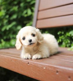 장모닥스훈트 분양