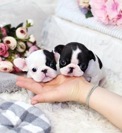 프렌치불독 분양