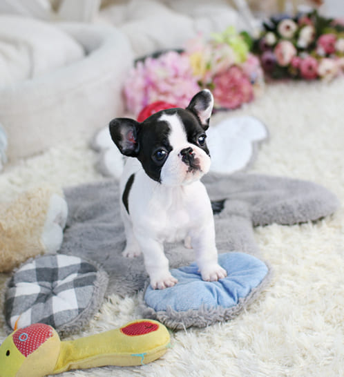 프렌치불독 분양