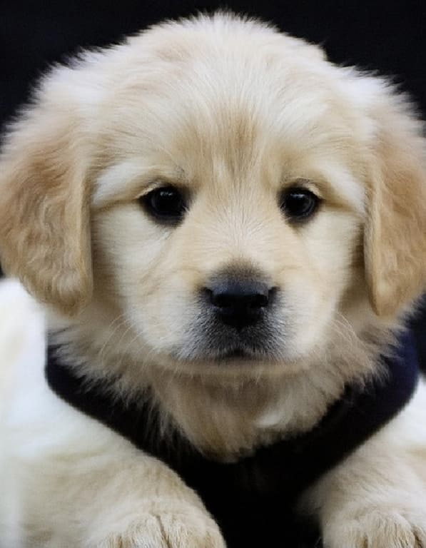 골든리트리버 분양