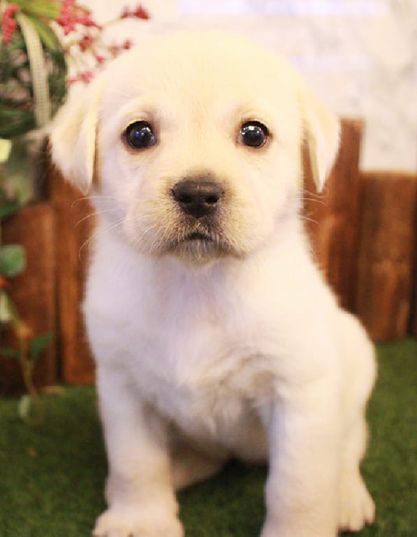 레브라도리트리버 분양