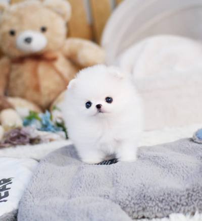 포메라니안 분양